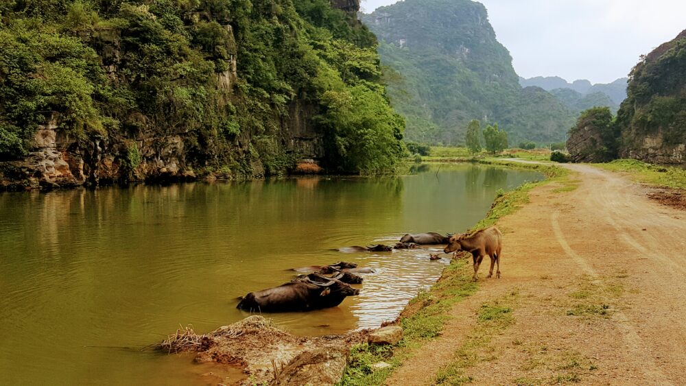 Overwinteren in Vietnam koeien