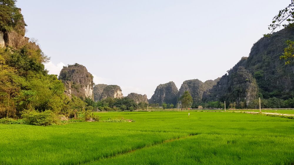 Overwinteren in Vietnam rijstvelden