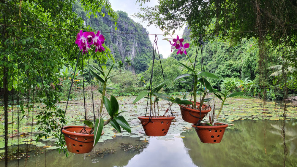 Überwinterung im vietnamesischen Paradiesgarten